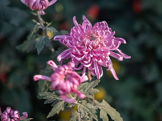 觅 菊