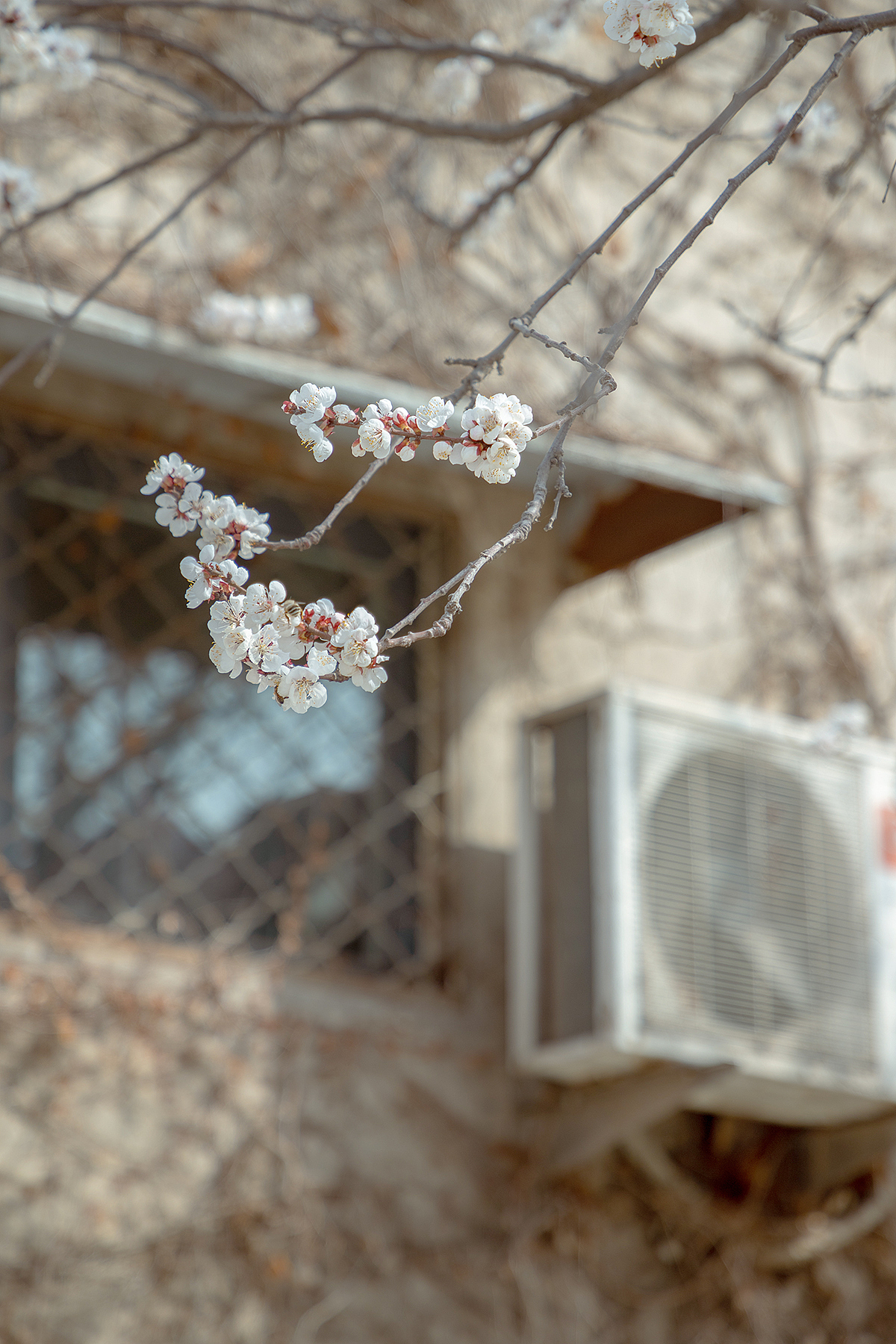 在有一树杏花的小城
