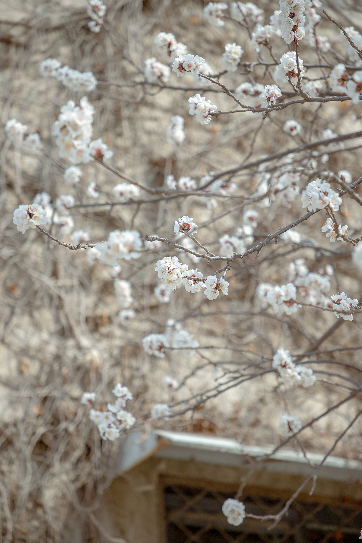 在有一树杏花的小城