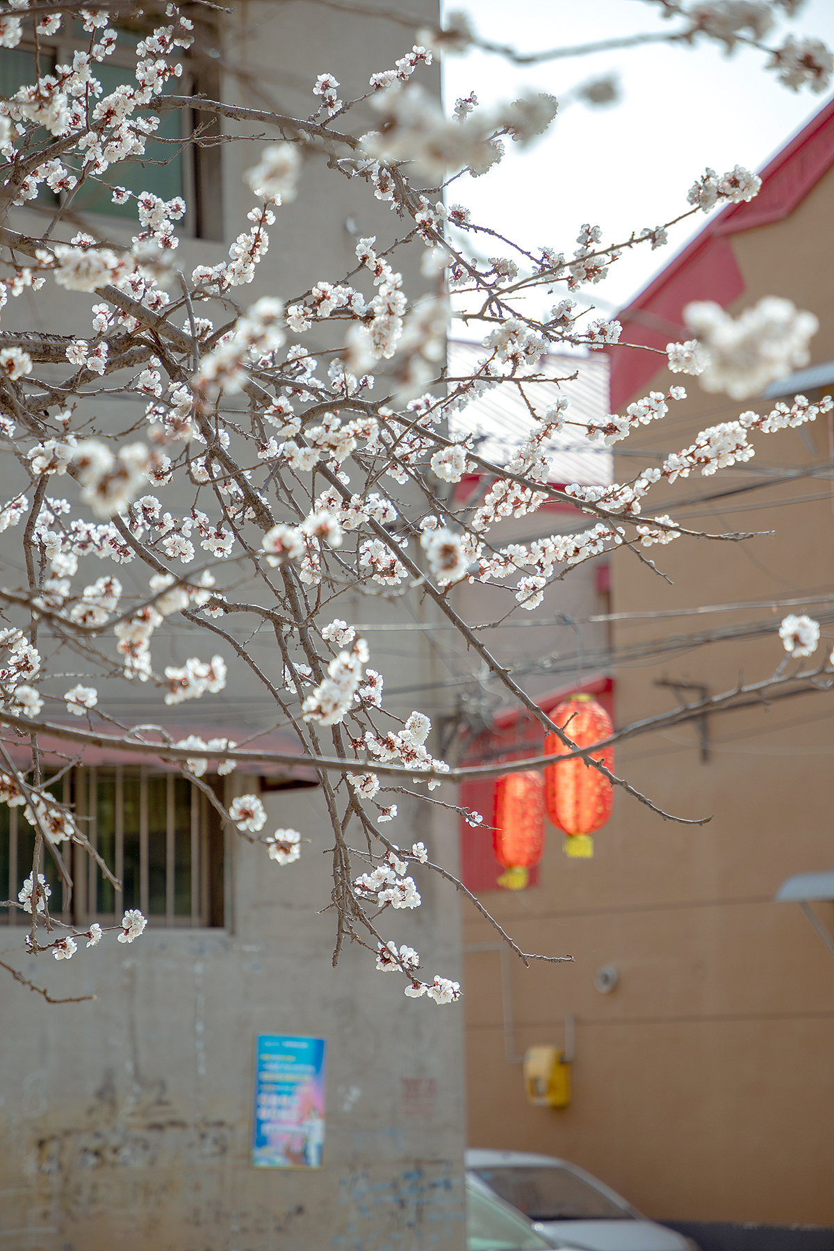 在有一树杏花的小城
