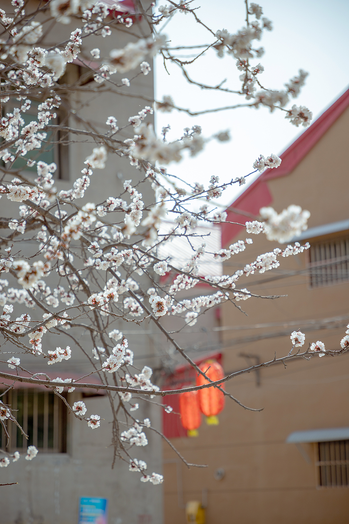 在有一树杏花的小城