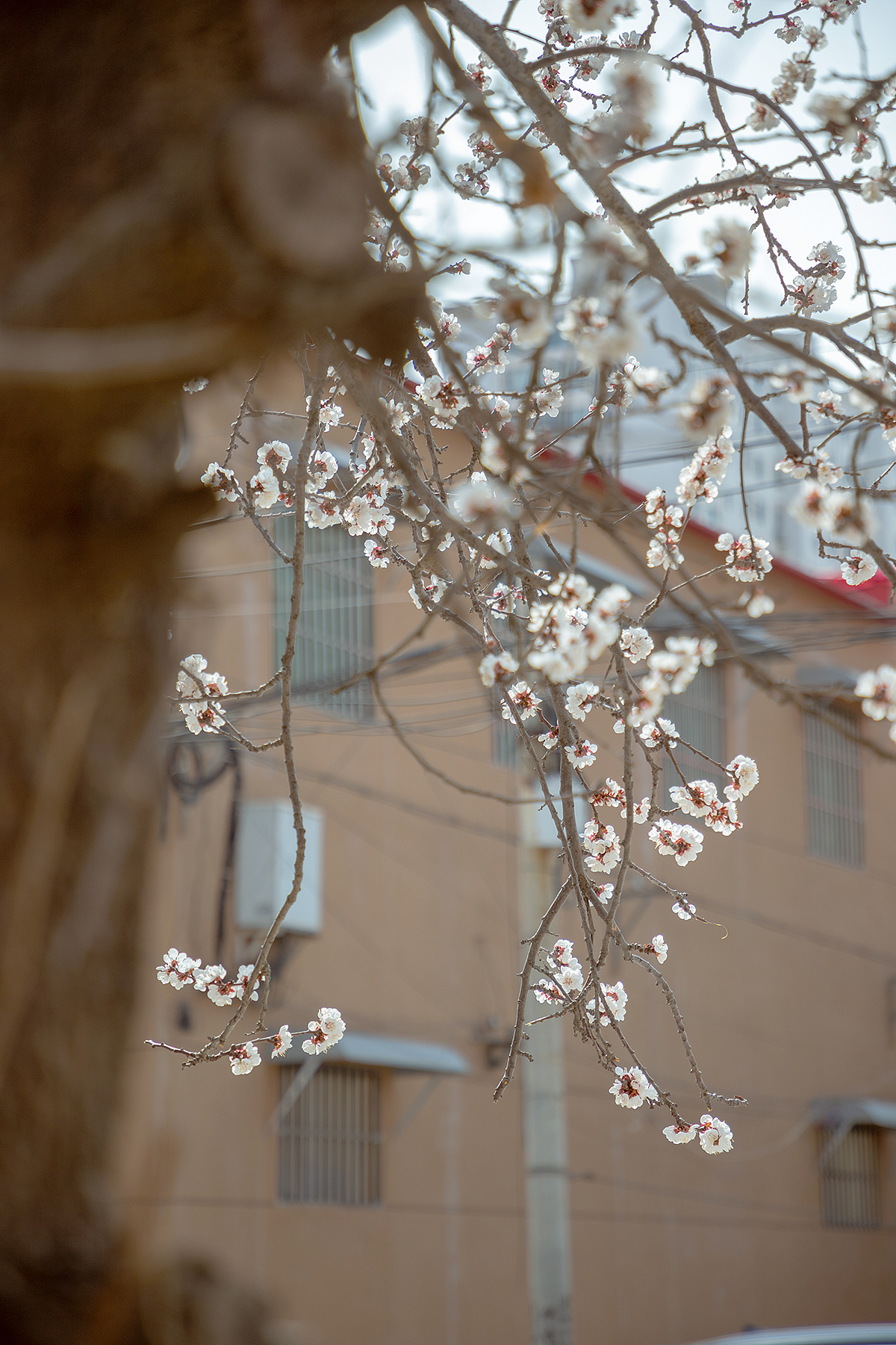 在有一树杏花的小城