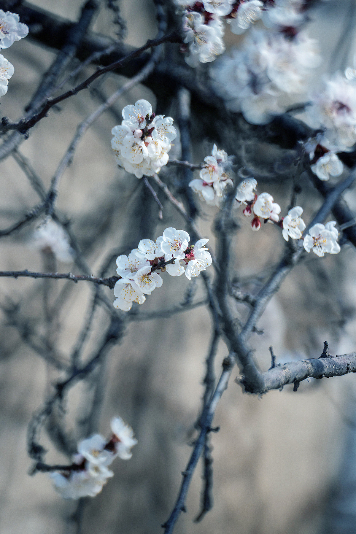 在有一树杏花的小城