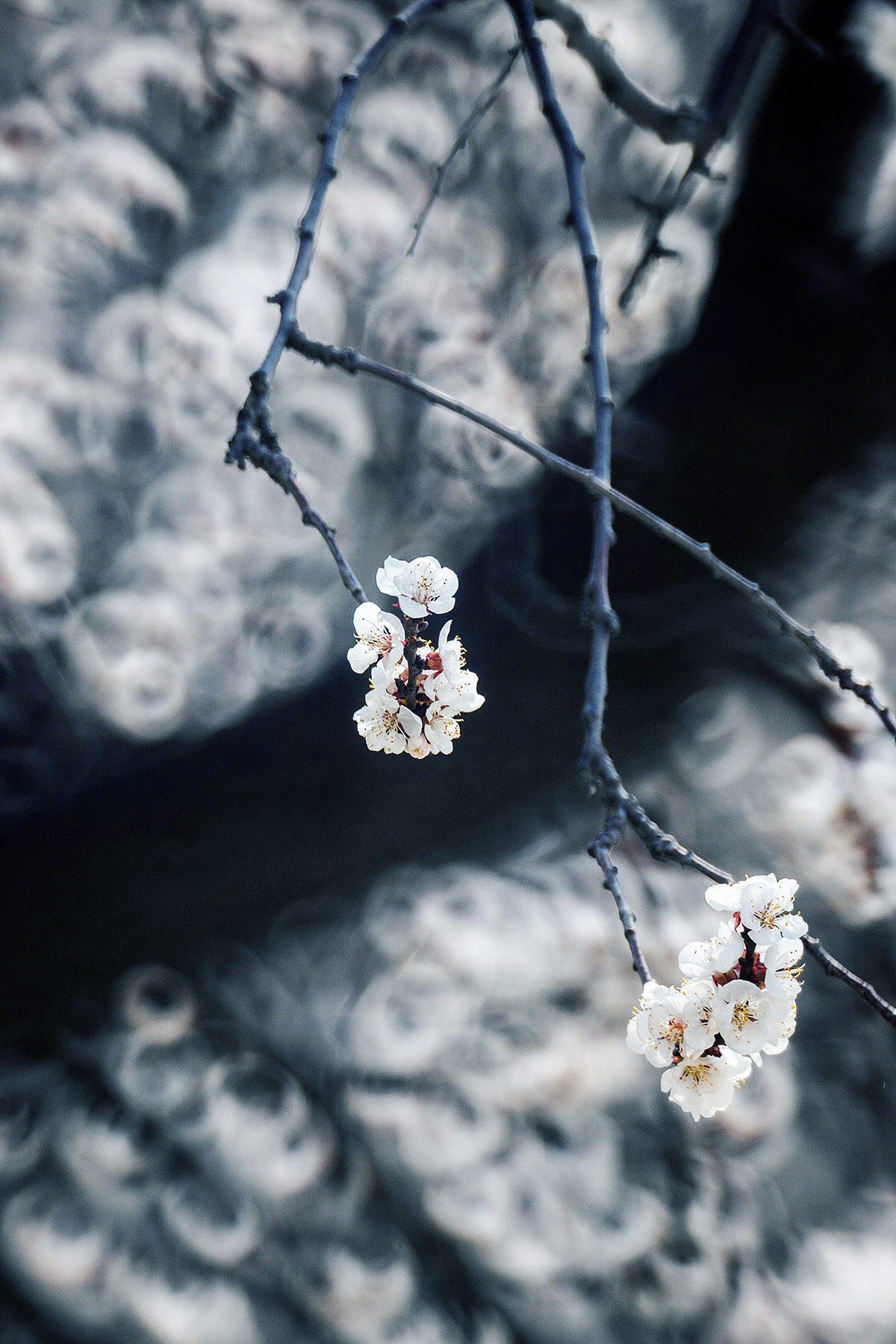 在有一树杏花的小城