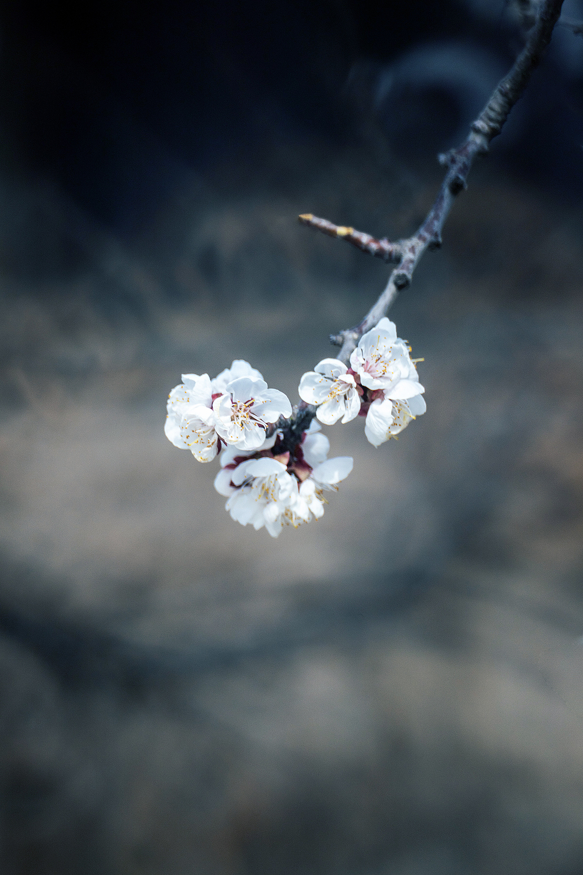在有一树杏花的小城
