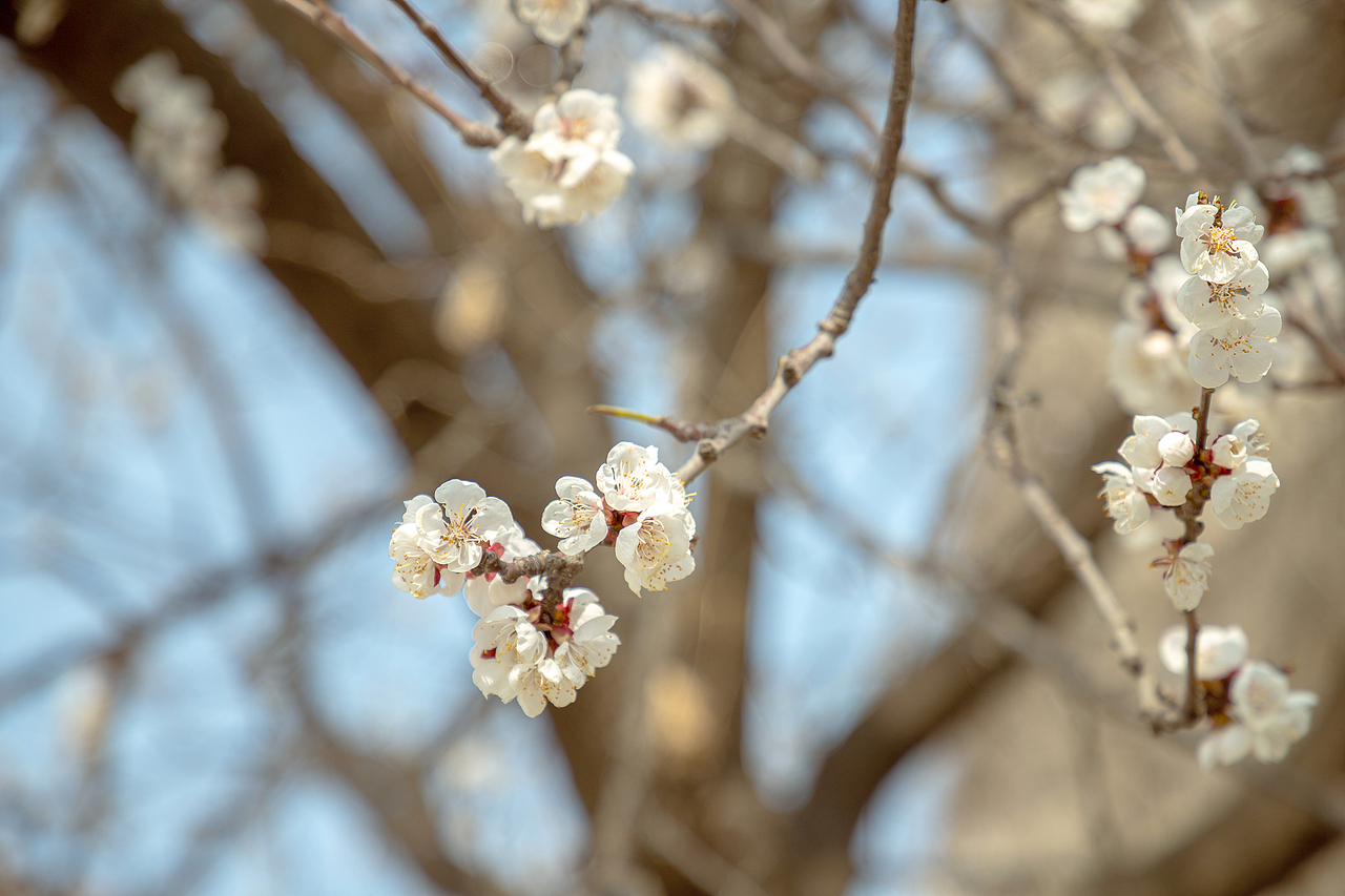 在有一树杏花的小城