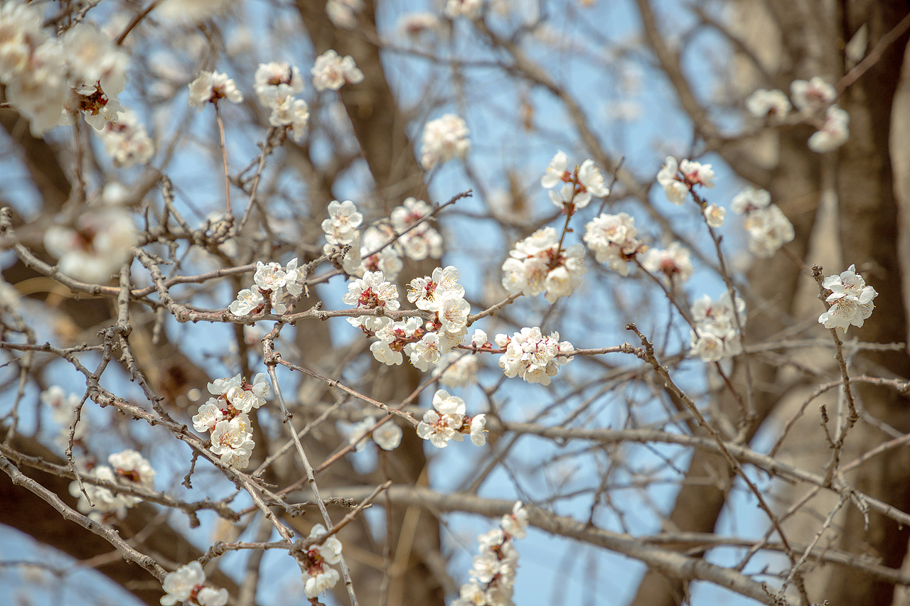 在有一树杏花的小城