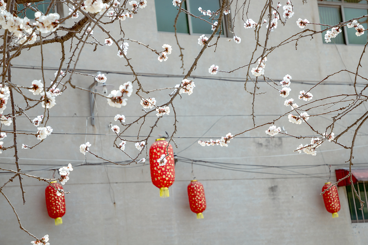 在有一树杏花的小城