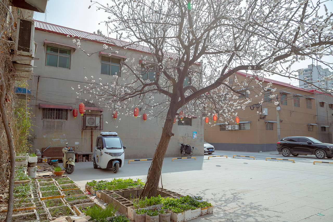 在有一树杏花的小城