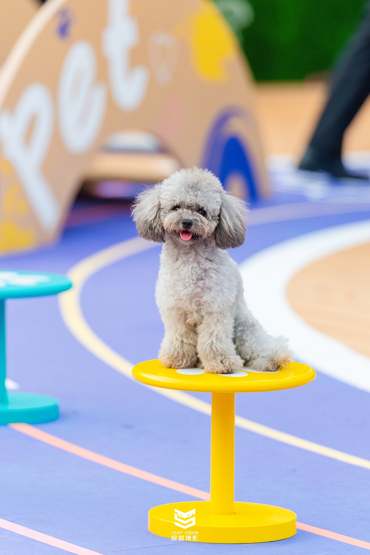 广州天河萌宠乐园拍摄