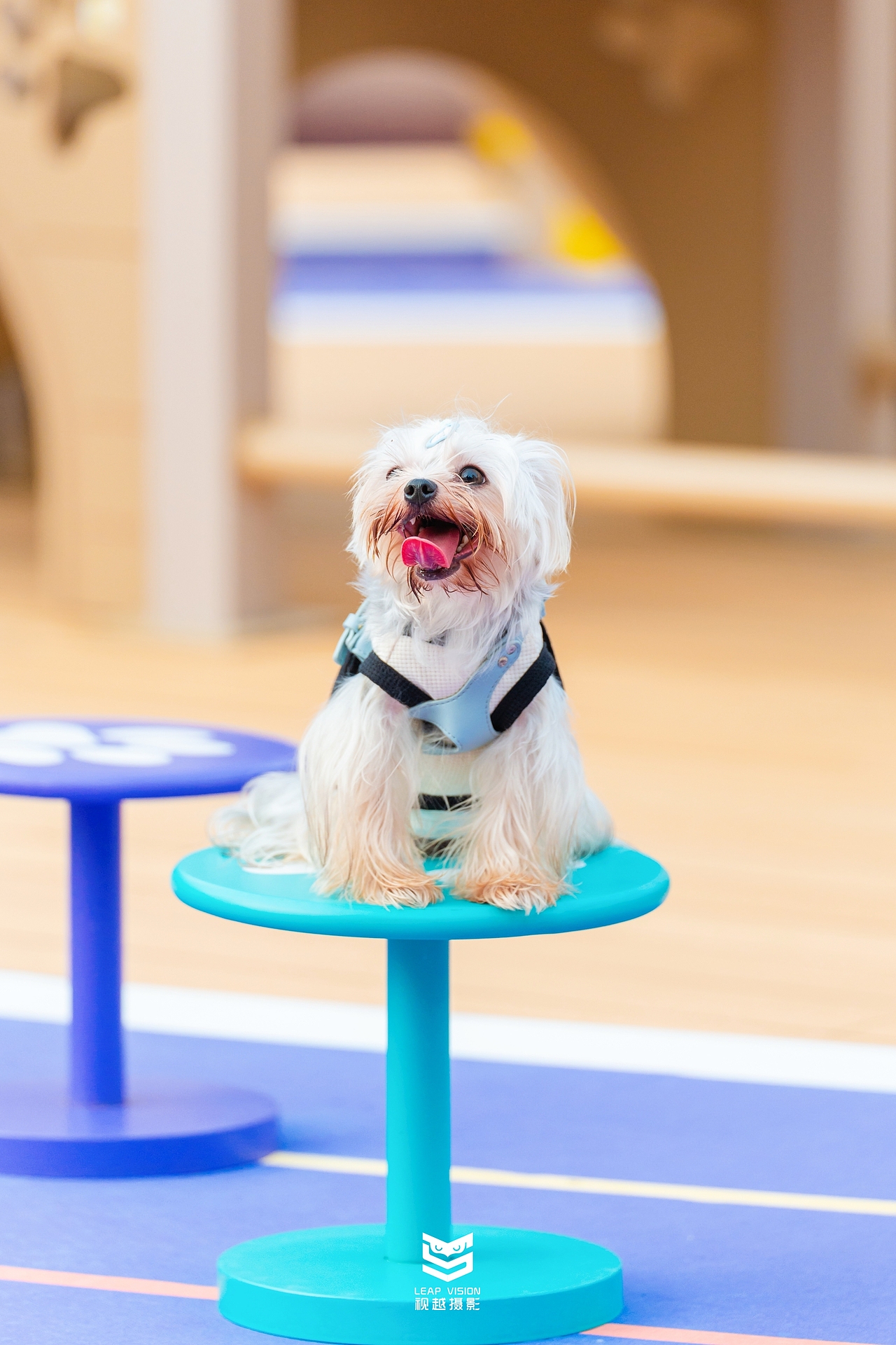 广州天河萌宠乐园拍摄