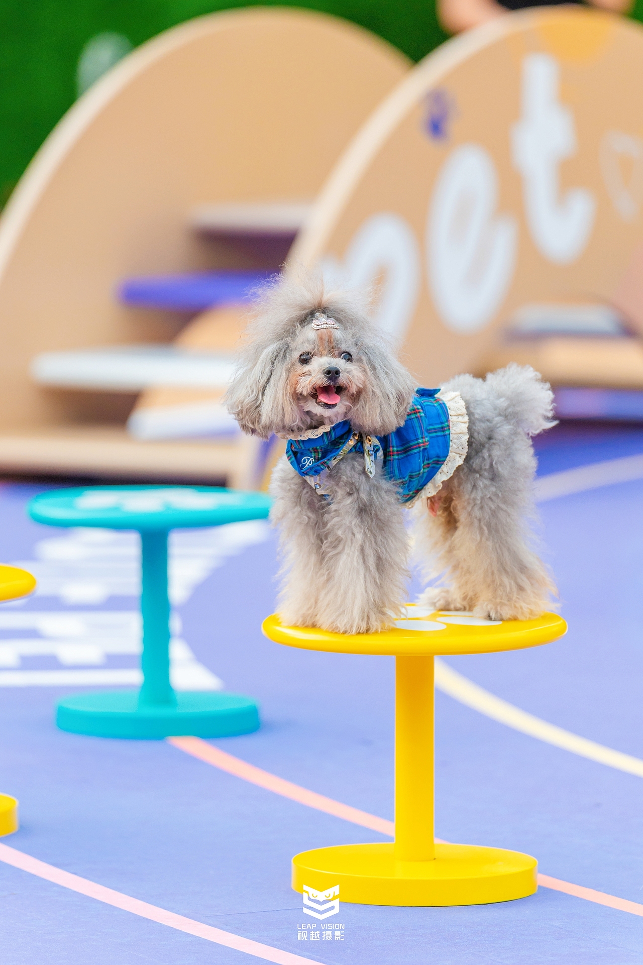 广州天河萌宠乐园拍摄