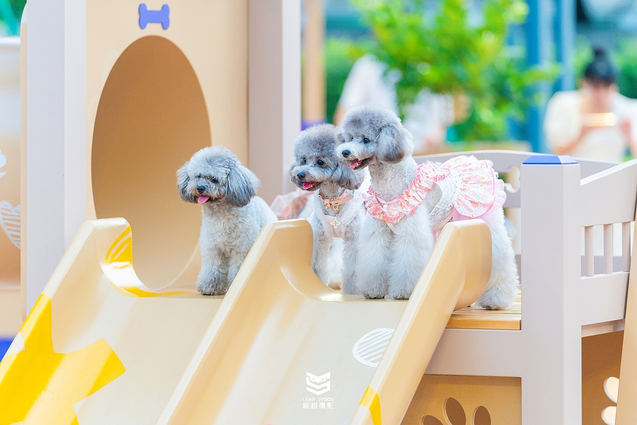 广州天河萌宠乐园拍摄