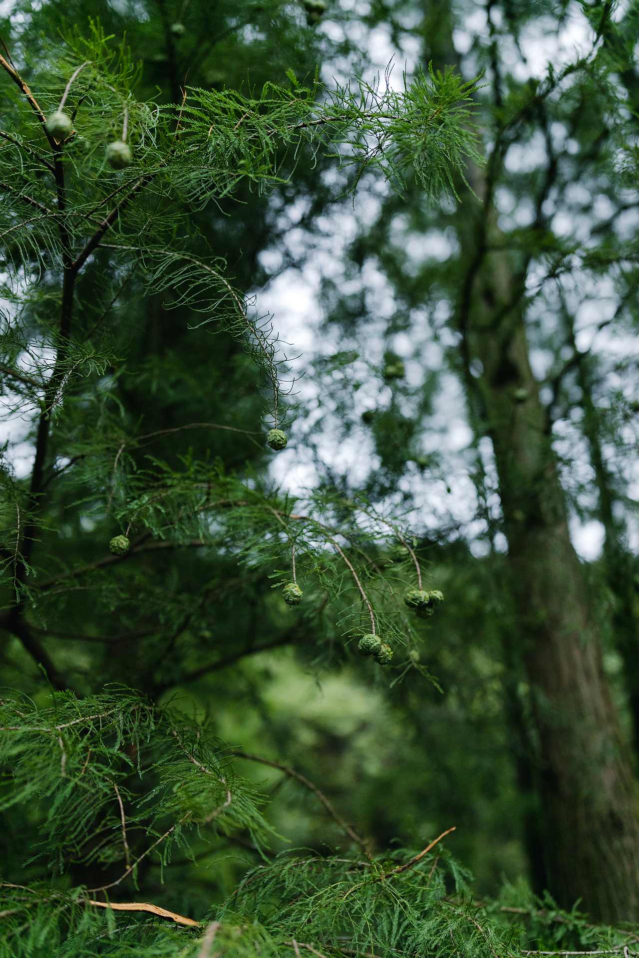 以绍兴阿勒泰的名义走红