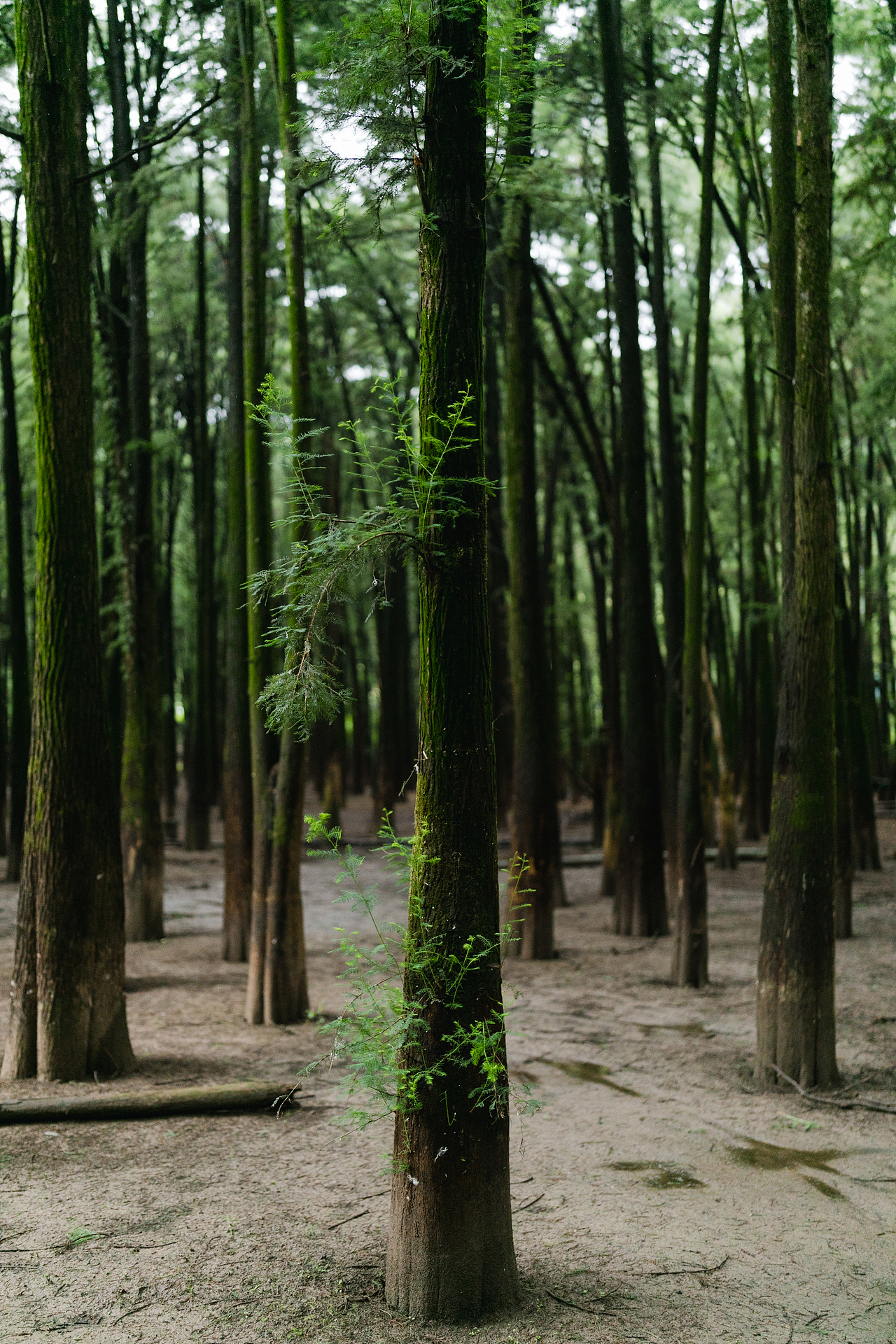 以绍兴阿勒泰的名义走红