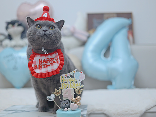 甜甜的四歲生日Party??（個(gè)人主頁-ZNzA0MzU3MDg=） - 寵物攝影 - 站酷設(shè)計(jì)師夏夏大西瓜原創(chuàng)素材 - 站酷ZCOOL