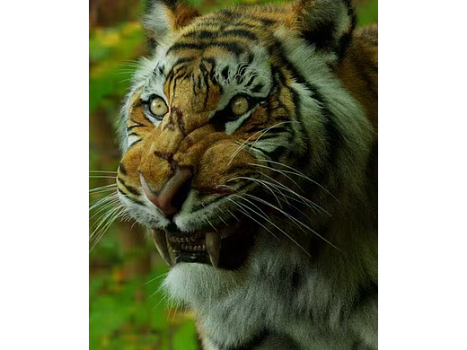 3dsmax制作的老虎