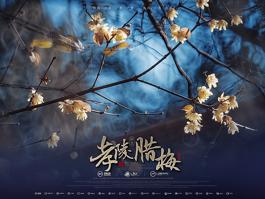 腊梅，冬日的诗意画卷