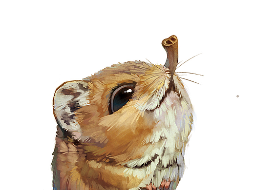 我不是老鼠，我是象鼩。