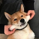 WAAAW的头像