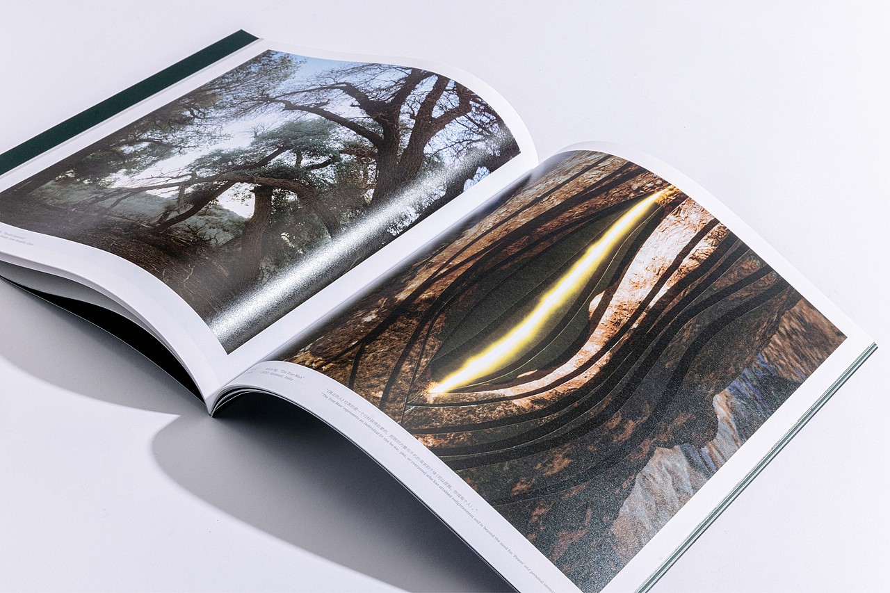 拥抱一棵树 Hugging a tree