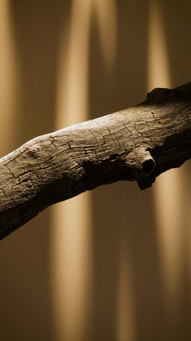 枯木逢春（图ZMzc3ODc2NjQ4） - 动画/影视 - 站酷设计师做设计的原野原创素材 - 站酷ZCOOL