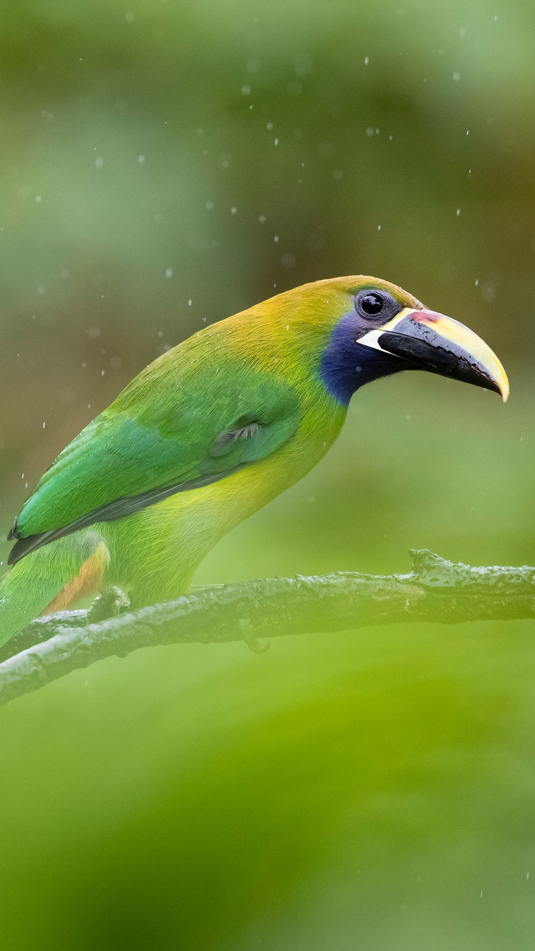 蓝斑巨嘴鸟,洛斯戈查尔斯国家公园,哥斯达黎加 (© Oscar Dominguez/Tandem Stills + Motion)