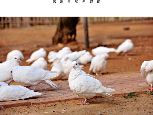 餐饮行业 Vi 设计-打造独特品牌风格