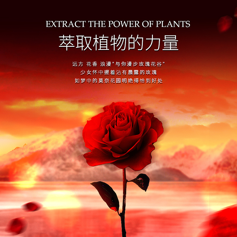 珂莱妮 玫瑰精油皂
