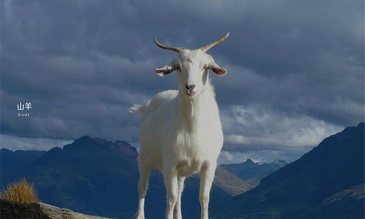 梦想羊-红茶蜂蜜羊乳粉