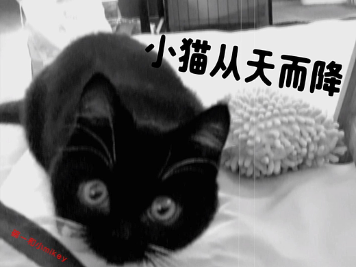 小猫从天而降（个人主页-ZNzA1MDcwNjQ=） - 短片 - 站酷设计师杨思涌原创素材 - 站酷ZCOOL