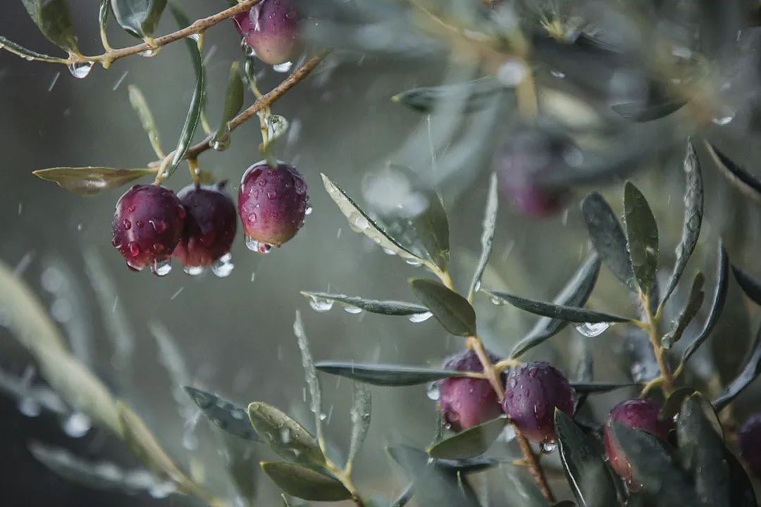 中粮福临门X祥宇橄榄油包装设计（图ZMzc4MTA4MDI4） - 包装 - 站酷设计师北京西林设计2005原创素材 - 站酷ZCOOL