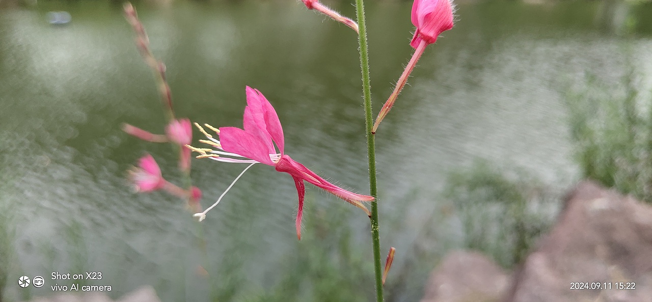 千鸟花&田麻（图ZMzc4MTUwNDc2） - 风光摄影 - 站酷设计师ZBin2009原创素材 - 站酷ZCOOL