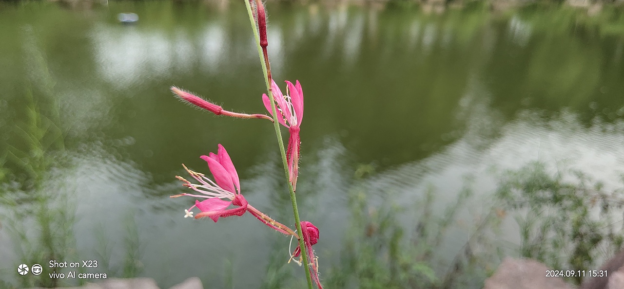 千鸟花&田麻（图ZMzc4MTUwNDg4） - 风光摄影 - 站酷设计师ZBin2009原创素材 - 站酷ZCOOL