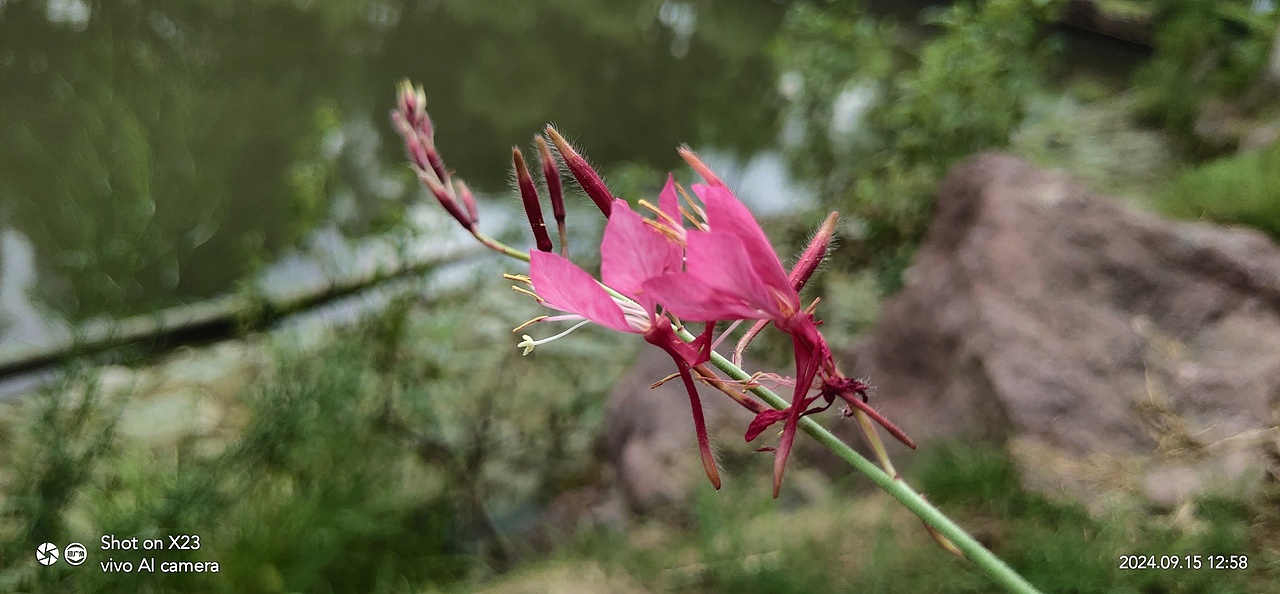 千鸟花&田麻（图ZMzc4MTUwNDk2） - 风光摄影 - 站酷设计师ZBin2009原创素材 - 站酷ZCOOL
