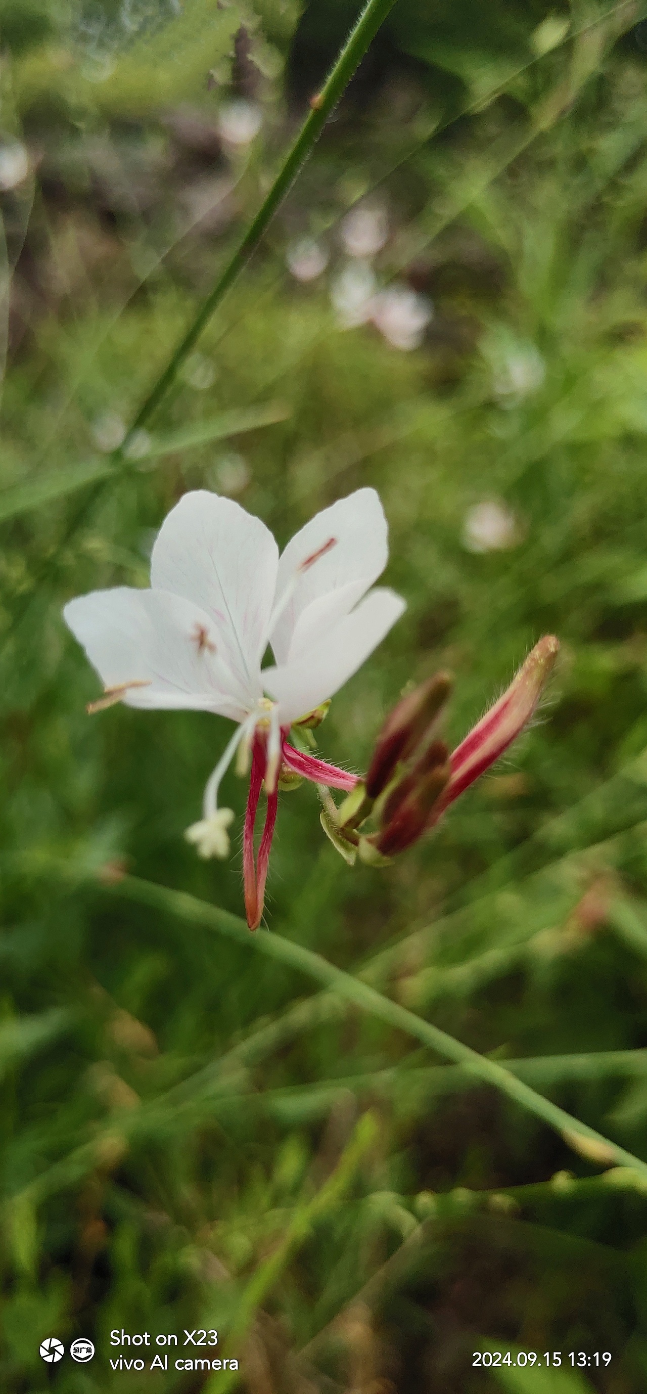 千鸟花&田麻（图ZMzc4MTUwNTAw） - 风光摄影 - 站酷设计师ZBin2009原创素材 - 站酷ZCOOL
