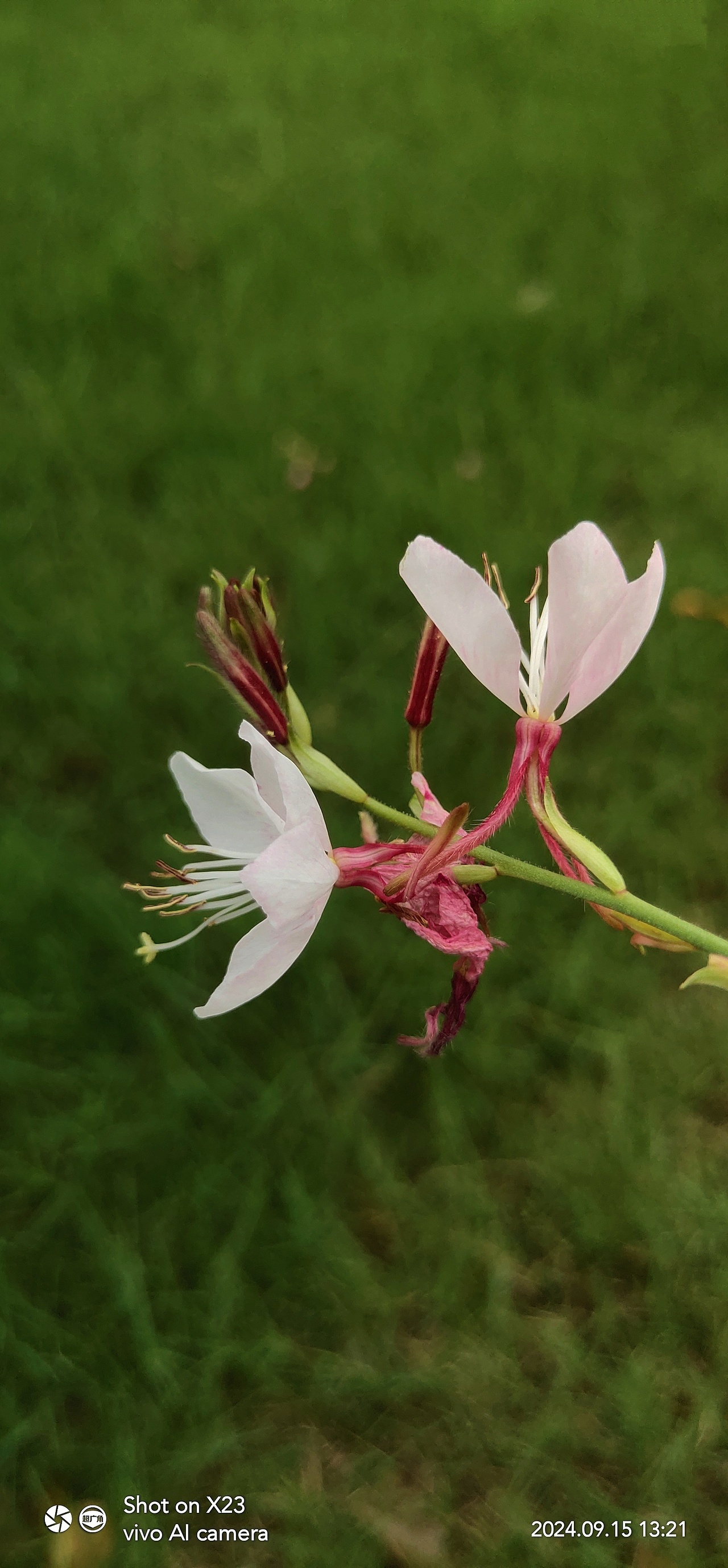 千鸟花&田麻（图ZMzc4MTUwNTA4） - 风光摄影 - 站酷设计师ZBin2009原创素材 - 站酷ZCOOL