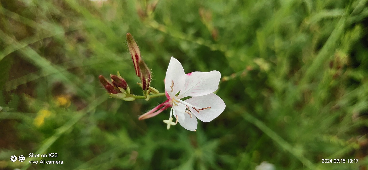 千鸟花&田麻（图ZMzc4MTUwNTA0） - 风光摄影 - 站酷设计师ZBin2009原创素材 - 站酷ZCOOL