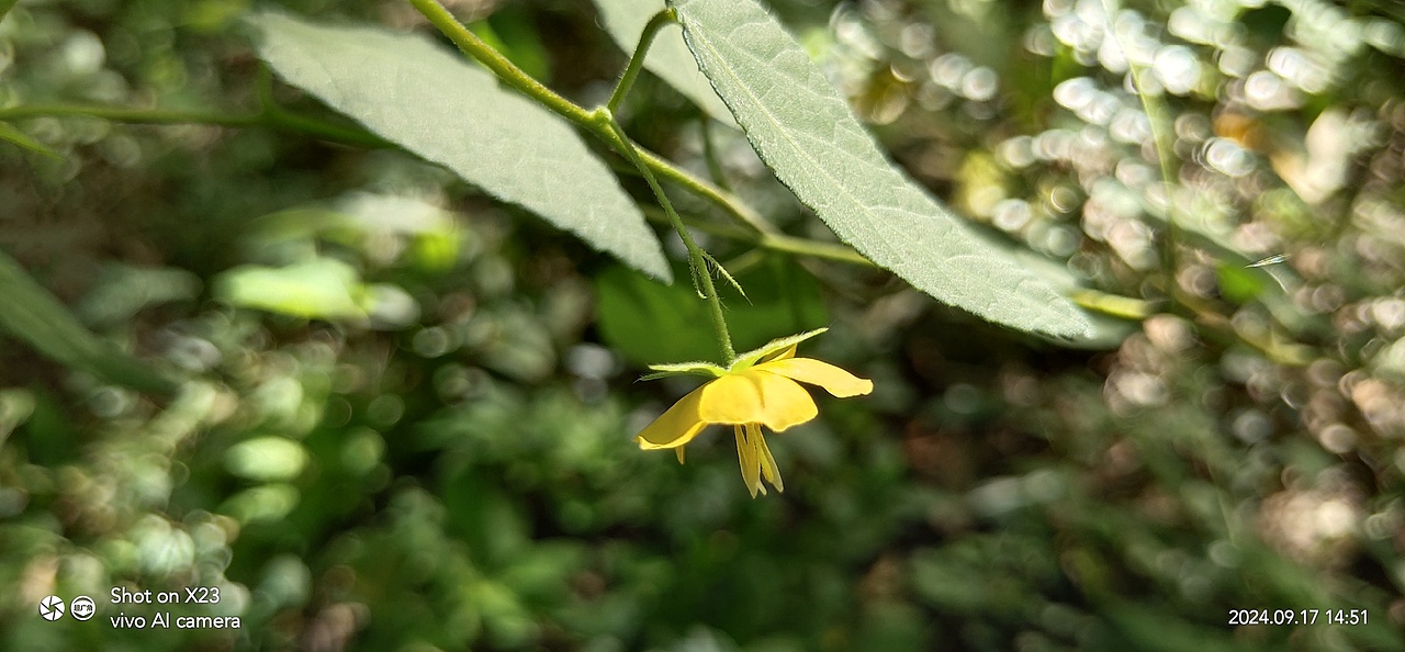 千鸟花&田麻（图ZMzc4MTUwNTM2） - 风光摄影 - 站酷设计师ZBin2009原创素材 - 站酷ZCOOL