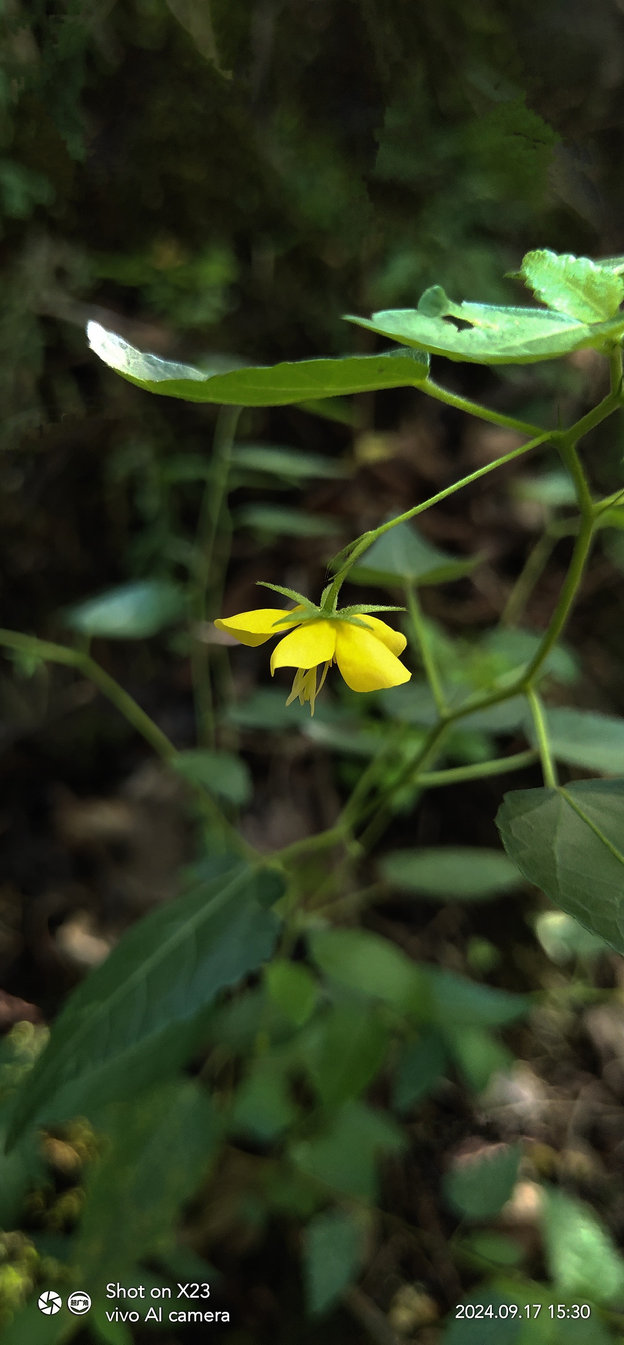 千鸟花&田麻（图ZMzc4MTUwNTQ0） - 风光摄影 - 站酷设计师ZBin2009原创素材 - 站酷ZCOOL