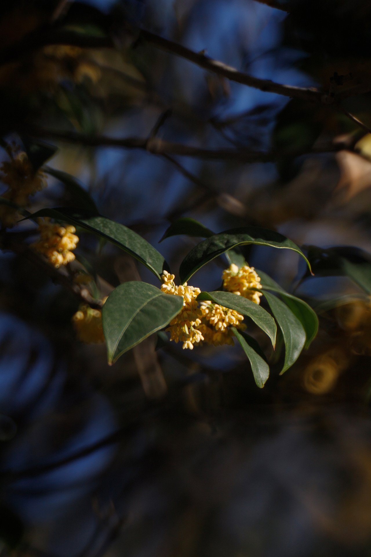 我把桂香带回家