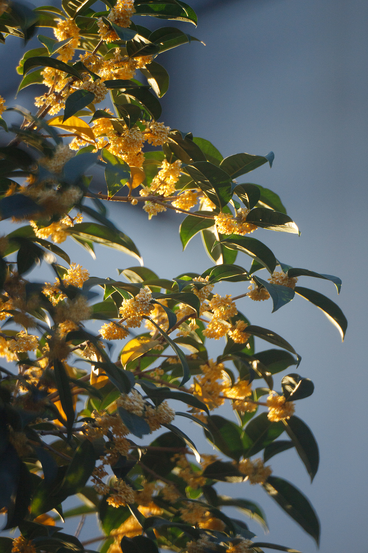 我把桂香带回家