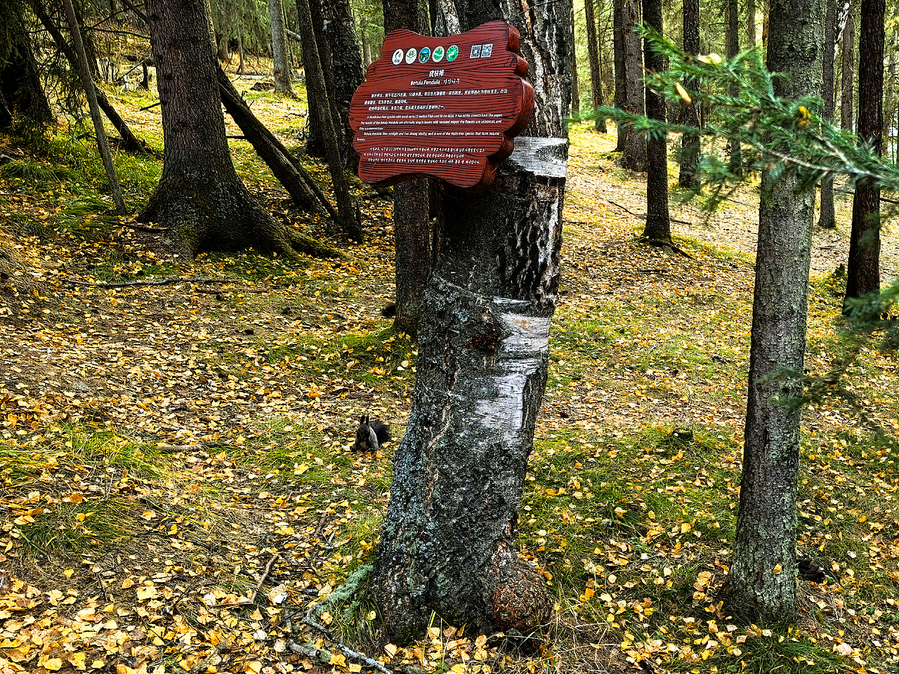 喀纳斯河流、湖泊、森林美景