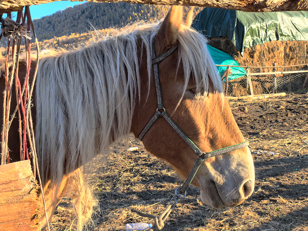 禾木山林风光和夜景