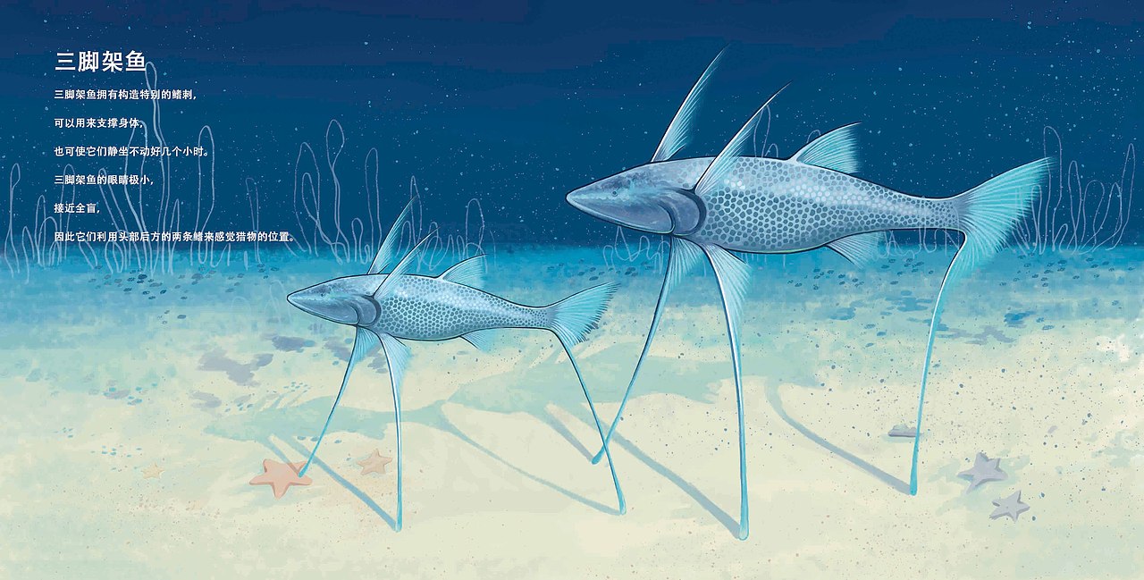 《五层海》科普类绘本设计