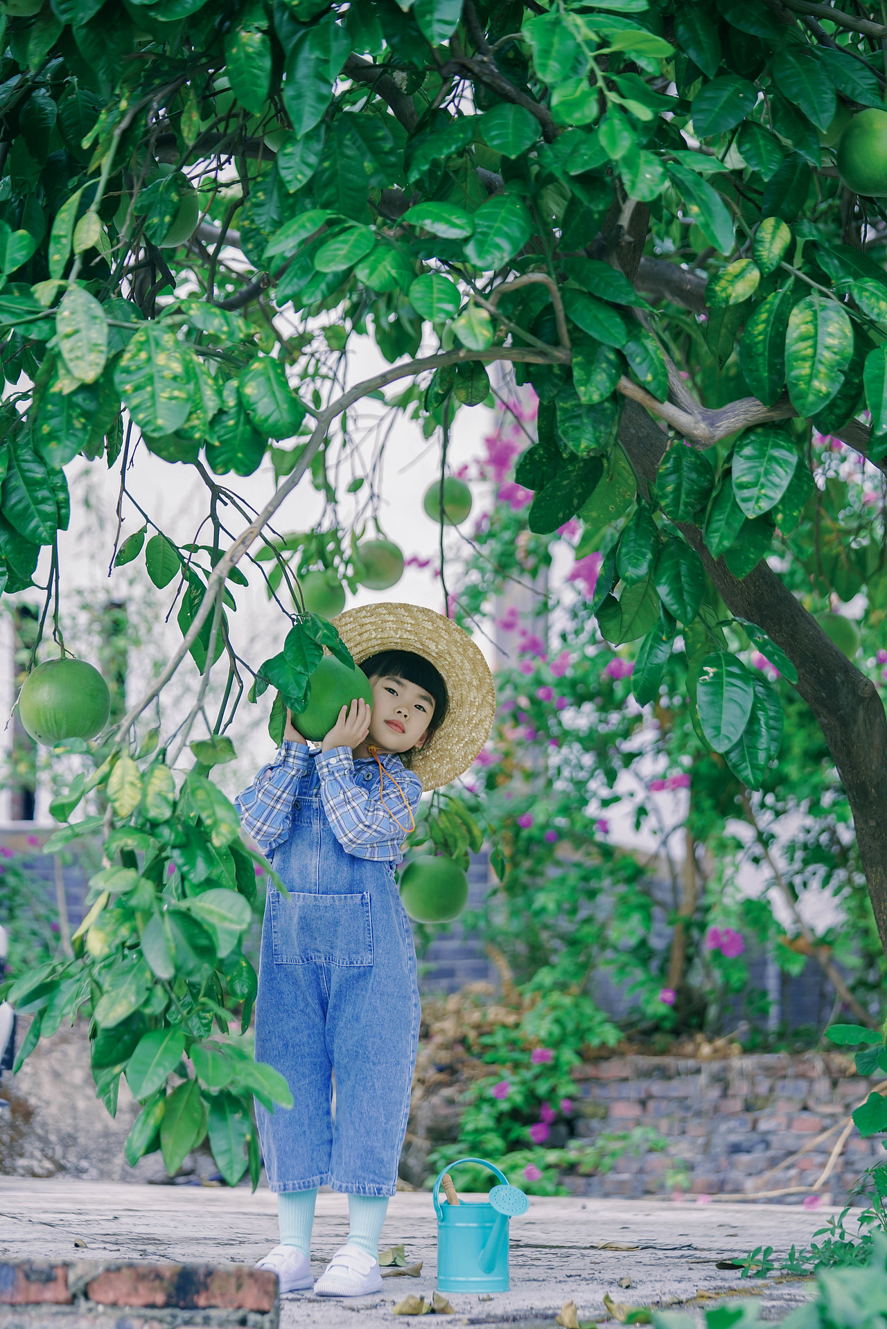 门前那棵柚子树