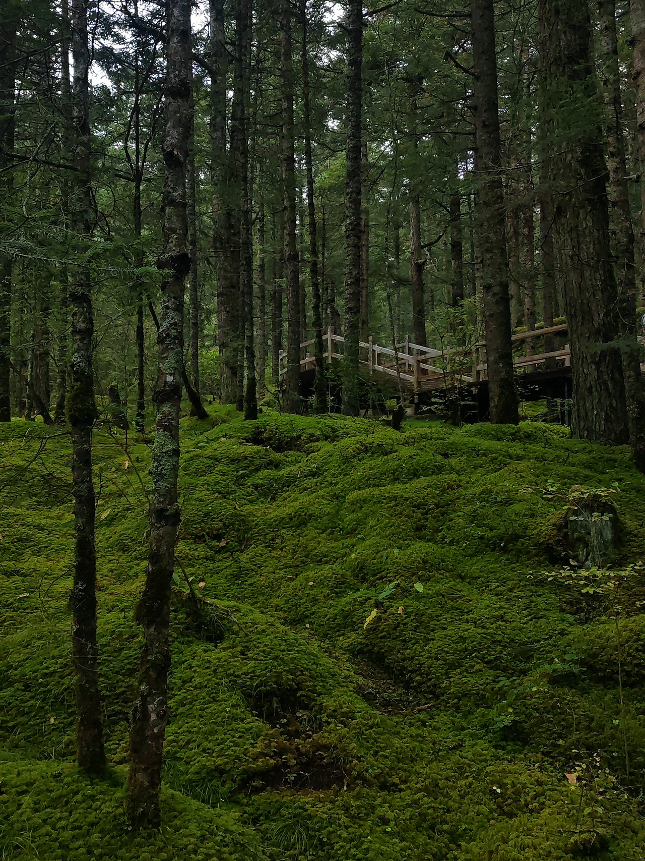 浓郁的绿、云雾的白（图ZMzc4Mzk3ODYw） - 风光摄影 - 站酷设计师曦言ECHO原创素材 - 站酷ZCOOL