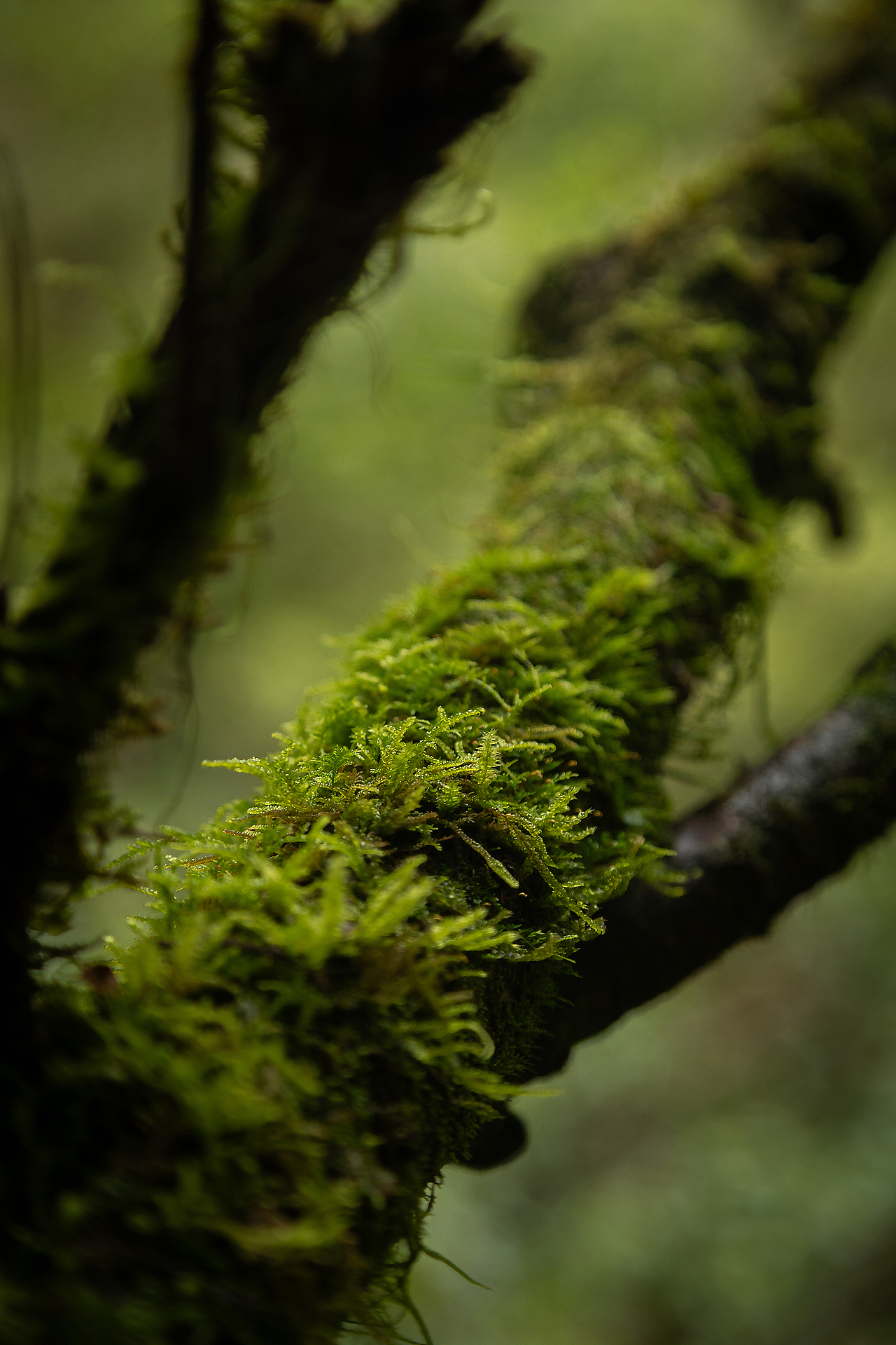 岩上｜岩上幽兰｜产品拍摄（图ZMzc4NDA0NjIw） - 产品摄影 - 站酷设计师半月里摄影原创素材 - 站酷ZCOOL