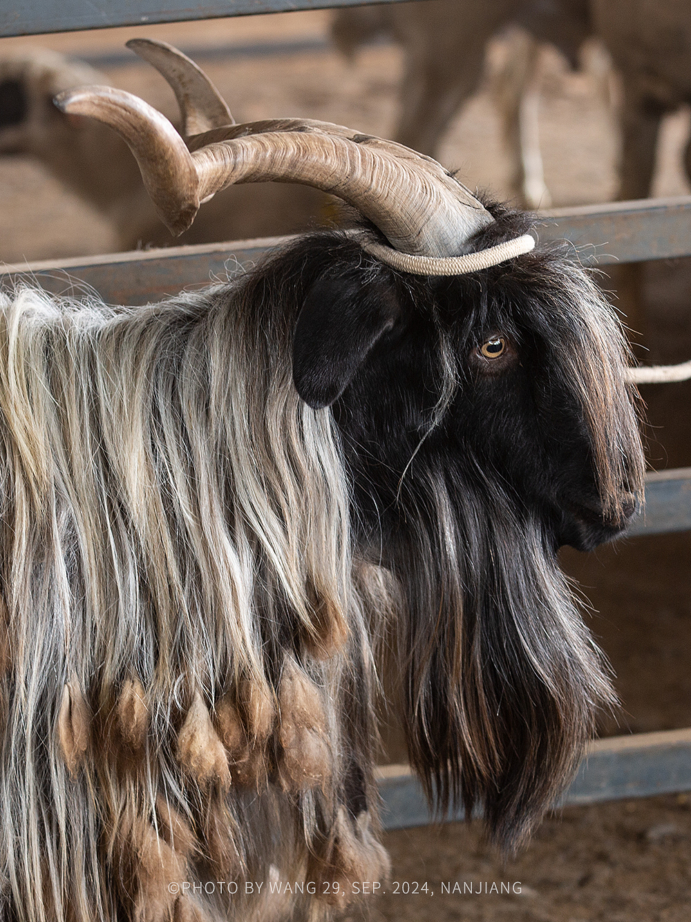 喀什|牛羊大巴扎