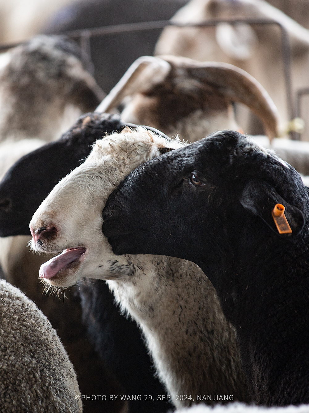 喀什｜牛羊大巴扎